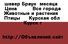 шевер Браун 2месяца › Цена ­ 200 - Все города Животные и растения » Птицы   . Курская обл.,Курск г.